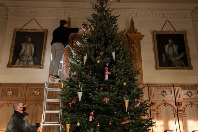 The towering tree will play a central part in events at the estate over Christmas (Photo: Bruce Rollinson)