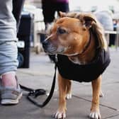 Street Paws provides support and veterinary care to homeless people and their dogs