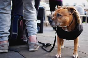 Street Paws provides support and veterinary care to homeless people and their dogs