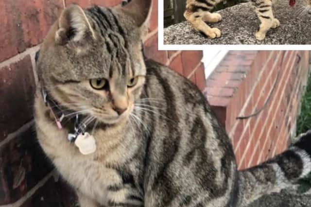 Sansa, a Bengal cat, was stolen from her home in Neville Avenue. She was found killed in a bag just off of Halton Moor Road. Photo provided by West Yorkshire Police Wildlife Team.