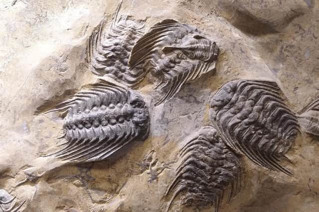 Two intense spells of volcanic activity triggered a period of global cooling and falling oxygen levels in the oceans, and may have caused one of the most severe mass extinctions in the history of the Earth, according to a new study. Photo provided by the University of Southampton of trilobite, Selenopeltis.
