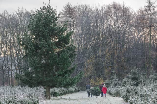 The popular Christmas Tree Farm and Festive Shop at Home Farm in Methley has returned - with expectations high for a bumper season.