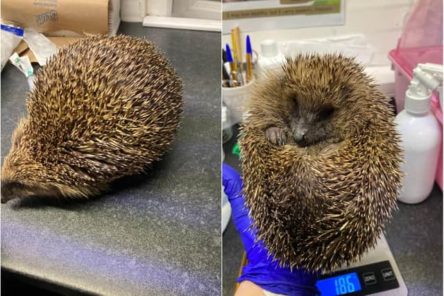 Stephanie the hedgehog was admitted to the home while suffering with balloon syndrome. Pictured left when she was admitted, and right after she had been deflated