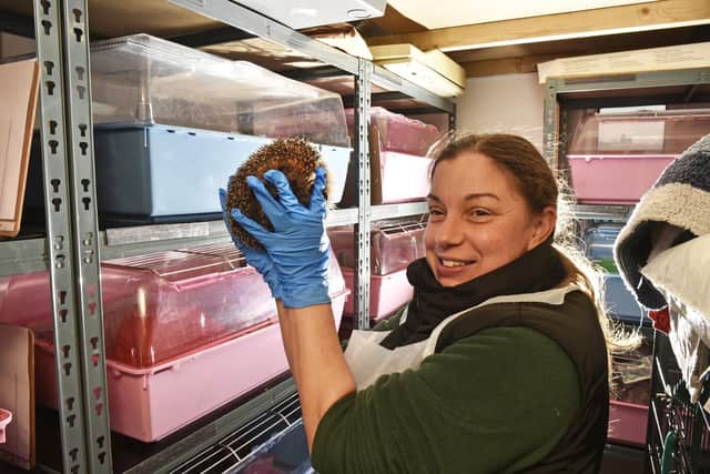 Penny Moore, of Prickly Edge Hedgehog Rescue in Methley, inspects one of the hedgehogs (Photo: Steve Riding)
