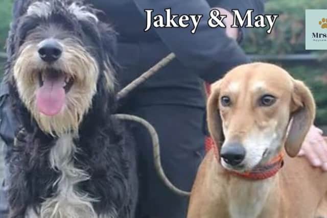 Jakey and May are two of 24 very special rescue dogs in search of a new home - not just for Christmas, but for life.