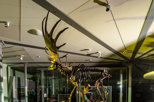 Rebecca Machin, one of Leeds Museums and Galleries curators of natural sciences, has untaken a mammoth task of clearing accumulated dust and dirt from the giant deer (Photo: James Hardisty)