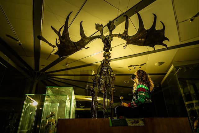 The towering ruminant roamed the Earth during the Pleistocene era more than 7,000 years ago (Photo: James Hardisty)