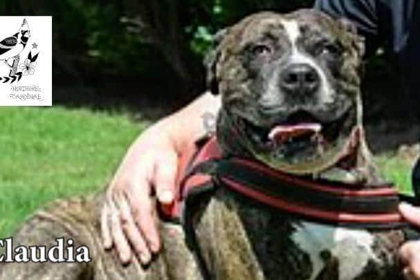 Claudia is one of 24 very special rescue dogs in search of a new home - not just for Christmas, but for life.