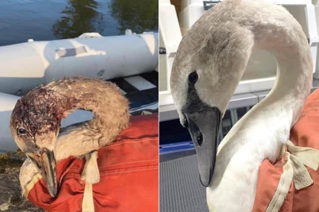 The Yorkshire Swan and Wildlife Rescue Hospital used an inflatable boat to save the swan around three months ago.
cc YSWRH