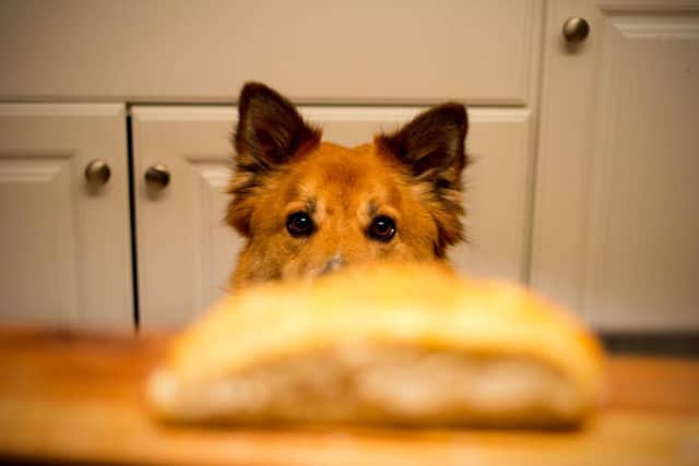 Pet food company Tails warns that there are a number of festive dishes that you should not share with your pooch.