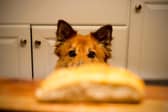 Pet food company Tails warns that there are a number of festive dishes that you should not share with your pooch.