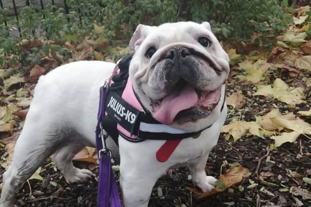 Miss Pickles is an eight-year-old British bulldog who collapses because she can’t get enough air into her airways. The RSPCA are now fundraising so she can get life-saving surgery.