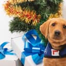 Peggy the red-fox Labrador puppy is in training to become a support worker for children with autism or other additional needs.