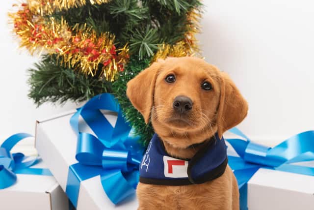 Peggy the red-fox Labrador puppy is in training to become a support worker for children with autism or other additional needs.
