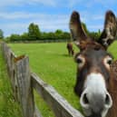 Eccup-based The Donkey Sanctuary has began hosting livestreams of the animals in a bid to boost people's spirit. Photo credit: The Donkey Sanctuary