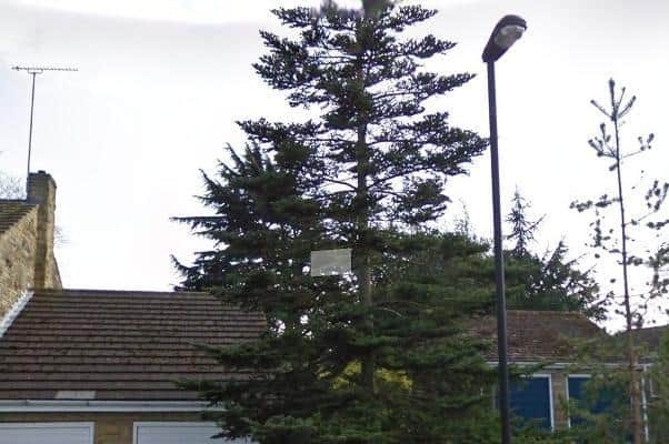 The old Christmas tree which has been the subject of a Tree Protection Order that prevents the homeowner from cutting it down. Picture: Google