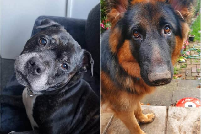 The families of Diesel (left) and Apollo (right) are desperate to find their pets and bring them home. The dogs have both been missing since December 2020. Sadly, the families have received hoax calls from people taking advantage of their appeals for help.