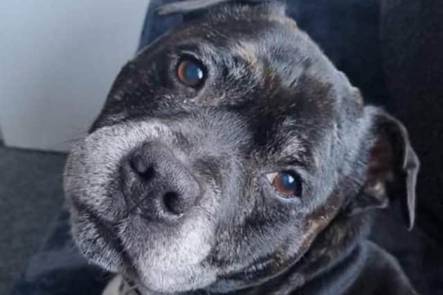 Diesel, a 12-year-old Staffordshire Bull Terrier, has been missing since December 16 from Stanks Gardens. He has arthritis and is without his medication so will be in pain. Photo: Animal Aid UK charity.