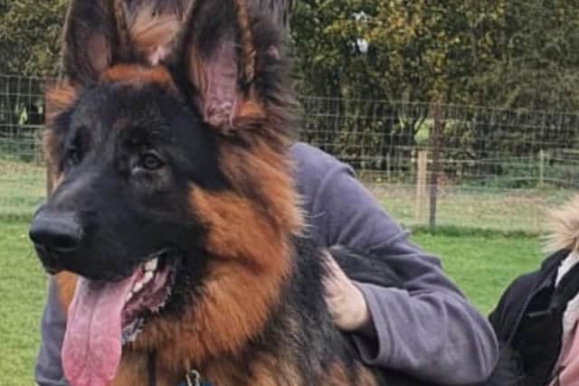 Apollo, a black and tan German Shepherd has been missing from his home in Methley since December 19, 2020. Photo: Find Apollo group on Facebook.