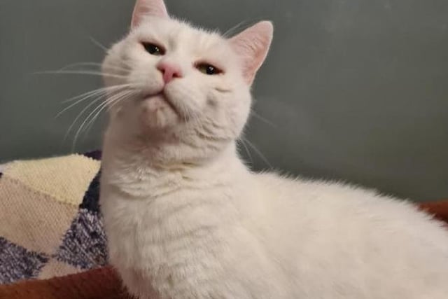 Charlie is the most sweetest cat he loves to give you cuddles and kisses. He could get along with another cat and possibly a calm dog. He is around 6 years old. If you would like more information on Charlie please call 01733 221112  mon - sun 9am -4pm.