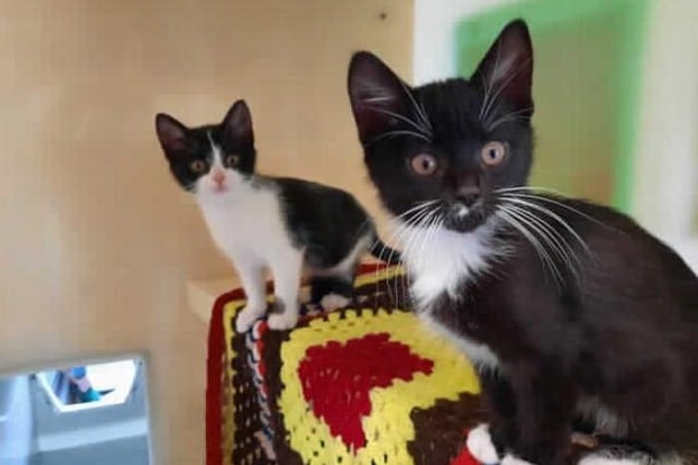 This sweet boy is Clive. He arrived into our care with his siblings from another centre. They are now at the age where we can begin looking for their forever homes.

We are looking to rehome Clive with his sister Jane. They are bonded and it would be a shame to seperate them. Both are your typical kittens, full of energy and always up to no good! They are all really confident and have adapted to new situations really well.

Clive and Jane could potentially live with other animal in the home including dogs that are calm and sociable with cats. We believe that because of their confident nature they could also live with children depending on introductions.