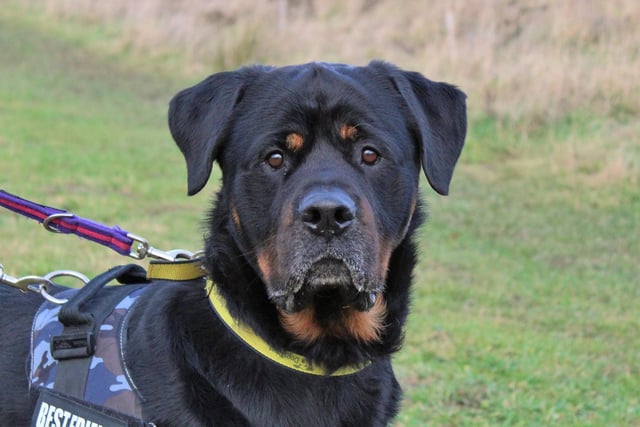 Breed: Rottweiler 
Age: 4 
Ragner has found himself at Dogs Trust after his owner sadly died. 
He is a sweet, sensitive boy who doesn’t like to be left home alone and he would prefer a quiet home, although he can live with children aged 16 and over as long as they give him space when he wants some down time. 
When he meets other dogs of a similar size his excitement sometimes gets the better of him so other dogs can find him a little bit too much, and he reacts to smaller dogs so he will need his new owners to be aware of this and be willing to help him carry on learning how to accept his smaller four-legged friends.     
Ragner has been through a lot of change recently but the team know he will be the perfect canine companion for his new family.
