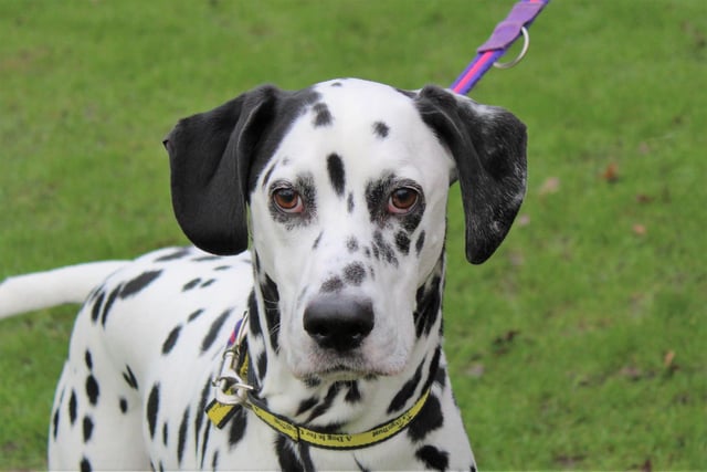 Breed: Dalmation 
Age:  6 
Reggie is a sweet boy who is looking for an adult only home with no visiting children and without too many comings and goings, particularly whilst he settles in. 
The team say he is a loving dog who likes to take his time to get to know people, so his new owners will need to meet him several times at Dogs Trust Kenilworth and take part in fun training sessions to build a bond with him. 
He enjoys walks in quieter areas as he reacts to other dogs, but he has lots of energy so never shies away from heading out for an adventure. His new owners will need to continue with his training at home, but the team know that this lovely boy will be worth the effort and be a loyal, friend for life.