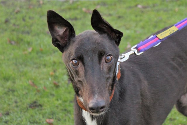 Breed: Greyhound 
Age: 1 
Roche is full of character, guaranteed to bring a smile to his owner’s face with his cheeky, energetic personality. He loves his food which is a great way to build a bond with him, and will help with his fun training sessions in his forever home.   
He is looking for a family who like to head out on nice walks and he can live with children aged eleven and over. He could potentially live with a female dog of a similar breed.