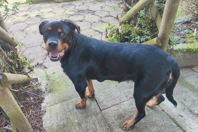 Breed: Rottweiler 
Age: 13 
Jay is looking for a retirement home where she can rest her paws, but only after a short walk and the chance to meet up with doggie pals. 
She loves spending time with her human friends and adores having a fuss made of her. A tasty treat always gets her attention and the team say she has been enjoying food puzzles, and is very good at solving them! 
She can live with older children who will give her the respect she deserves given her grand old age.