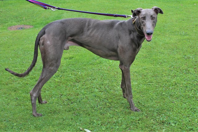 Breed: Greyhound 
Age: 4 
Rueben is an ex-racer but he is happy to have left the track behind him and is looking to settle into a loving home with a comfy bed available at all times! 
This lively, cheeky youngster loves to play ball (and is learning how to play fetch) and take a walk or a run around the paddocks at the centre. When he’s not occupied doing that, he can often be seen gently pinching treats from his carers! 
There will never be a dull day at home with Rueben and he could live with children aged twelve and over and a dog of a similar size. Due to his chase instinct, he cannot live with cats or small furries and is walked wearing a muzzle, which he is used to and very comfortable with.
