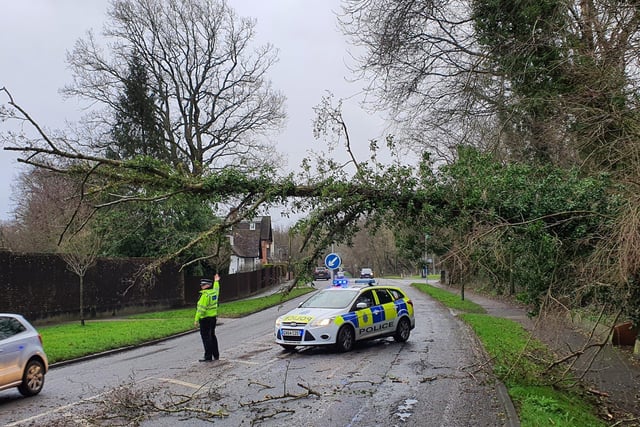 A tree fell on Bepton Road, Midhurst