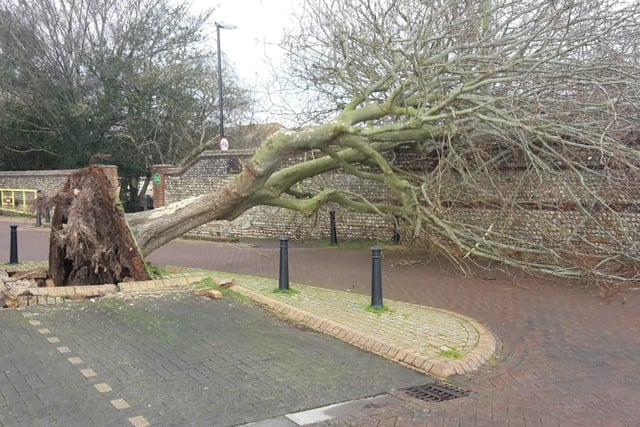 A tree at Chichester's Cattle Market carpark was blown over. SUS-220218-143436001