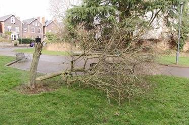 Trees and branches have been brought down by Storm Eunice