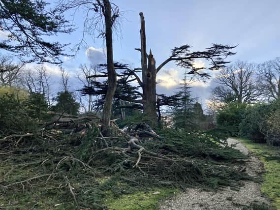 Damage caused by Storm Eunice at Bignor Park - a 200 year old cedar tree. Pictures by Bignor Park SUS-220221-182516003