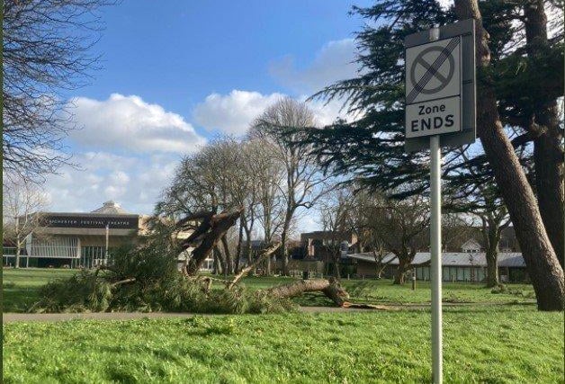 Trees down next to Oaklands Park at Broyle Road, Chichester