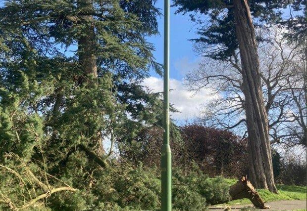 Trees down at Oaklands Park in Chichester