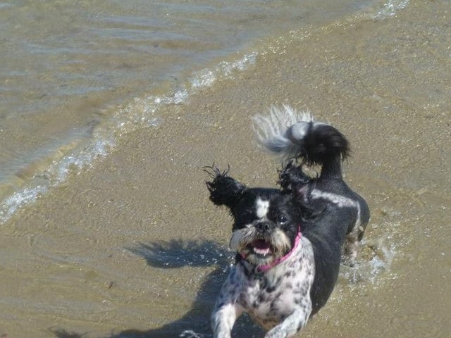 Krisi Herbert's dog Evie