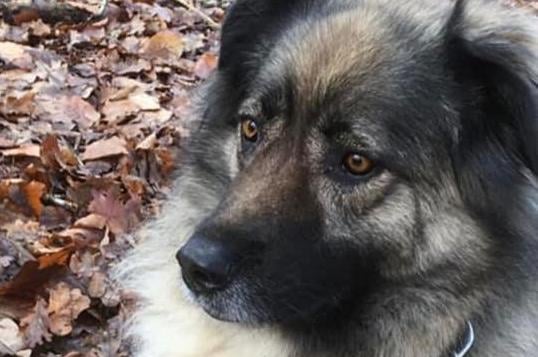Claire Louise Singleton's Turkish rescue dog Baloo