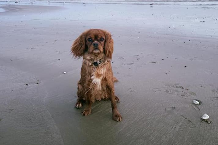 Emma Mesquitta's dog Ruby