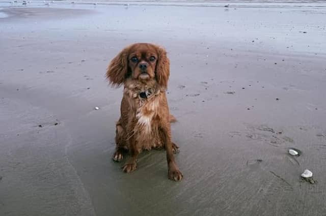 Emma Mesquitta's dog Ruby