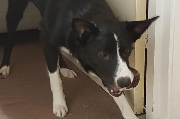 Lucie Patricia Fuller's dog Kobi