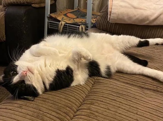 Lynn Foster's cat Pebbles