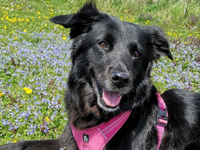 Megan Novák's dog Cocoa, who is eight