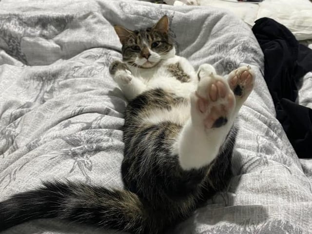 Mel Bouglas's cat Rocket doing some cat yoga!