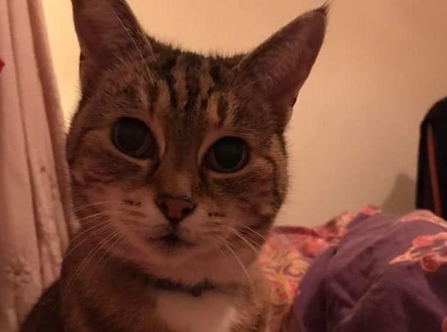 Mel Hamilton Brown's cat Little