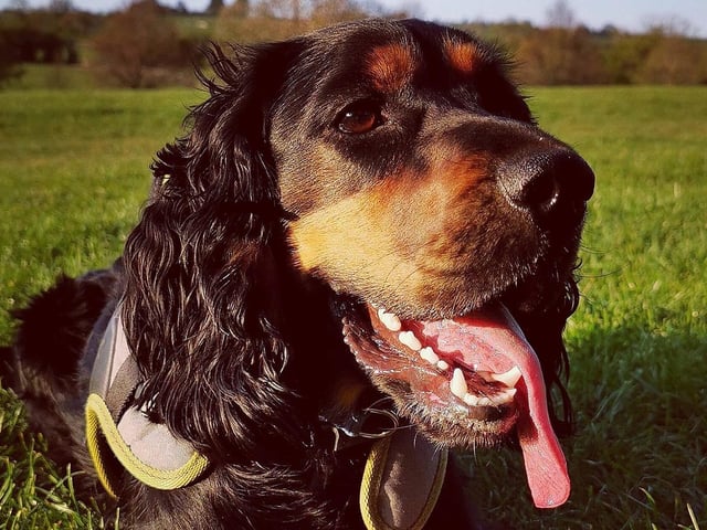 Oliver Whittaker's dog Baxter