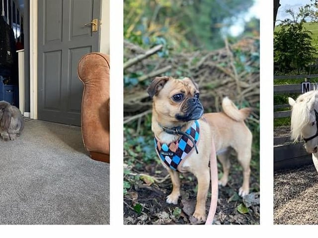 Louise Reid's Bunny the giant French lop, Poppy the pug x King Charles spaniel, and Skye the rescue cob