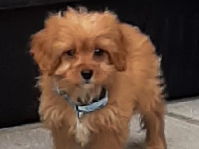 Lynn Burton's dog Ruby Lou the Cavapoo