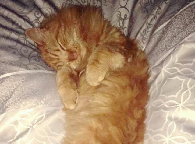 Miranda Brookman's cat Laffy