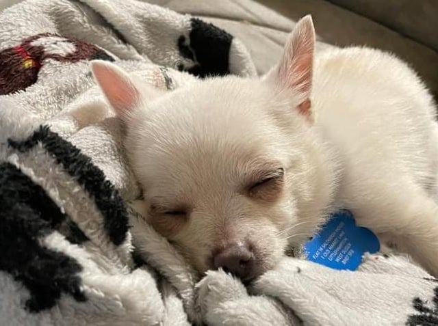 Natasha-Jane Jackson's chihuahua cross Pomeranian called Prince